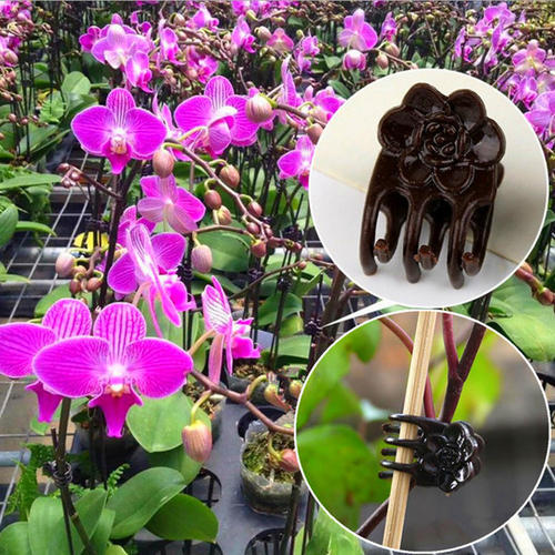 Vine Climbing Plastic - クライミング用固定プラスチッククリップ、蘭のつる、主柱サポート、ホームガーデニングツール、ファレノプシス特殊クリップ、50個