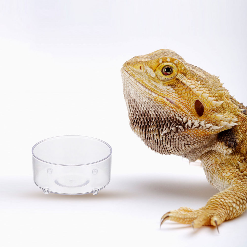 Water Dish Reptile - 10 個のアクリル爬虫類フードディッシュ給餌ボウル水盆地容器トレイペット爬虫類フィーダー再利用可能なフードボウル水容器