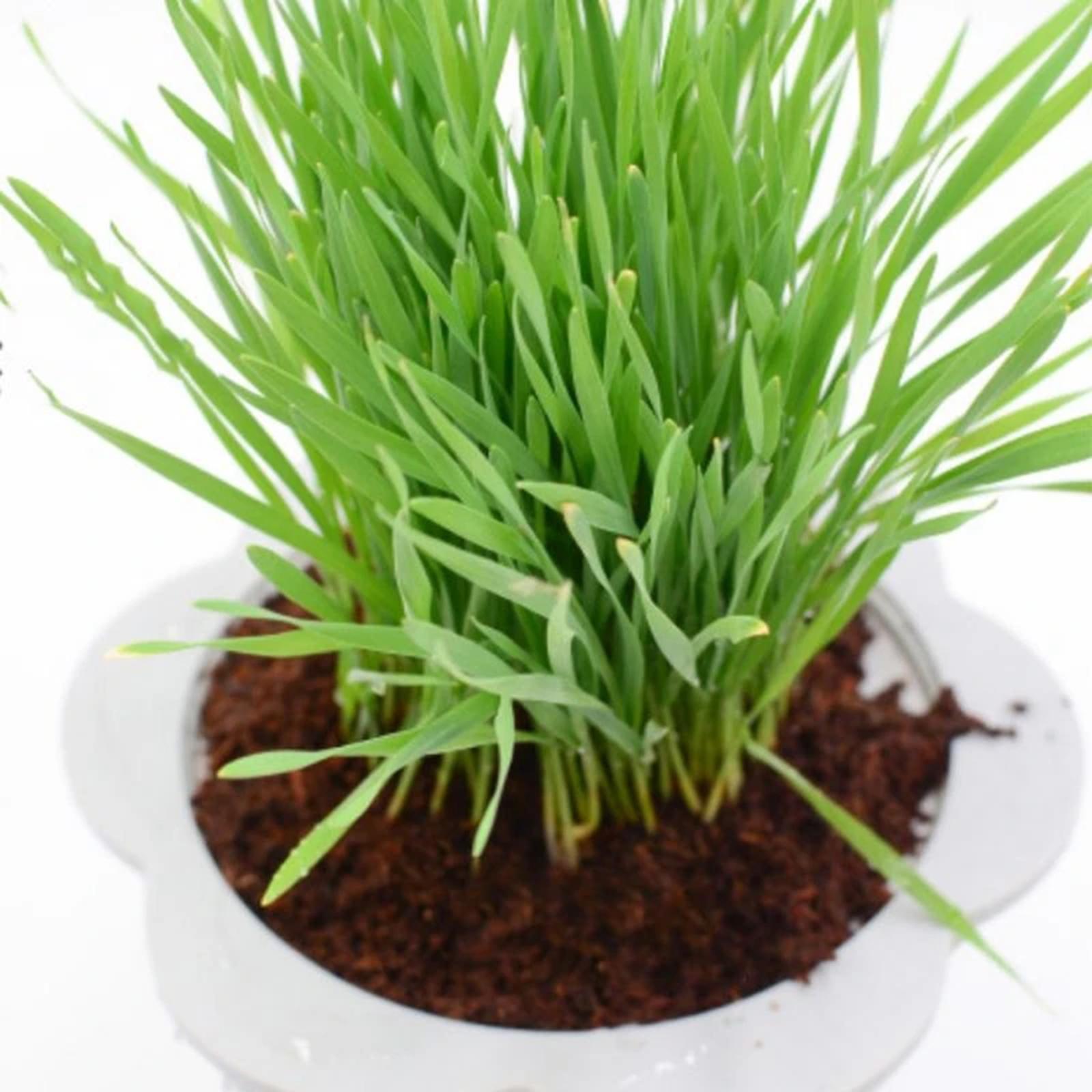 ココナッツ繊維ココナッツコイアブリック圧縮土壌ブロック、庭園 - Substrate Coconut Fiber のレビューと価格